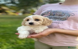 Cavachon dogs for sale: Cavachon puppies  - Image 5