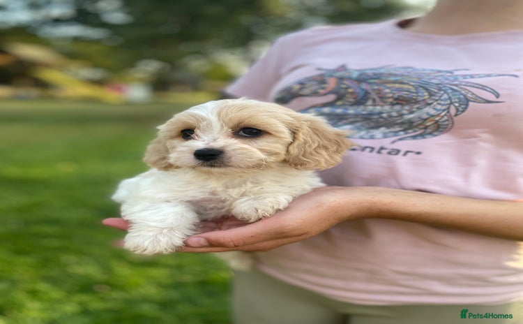 Cavachon dogs - Advert 1