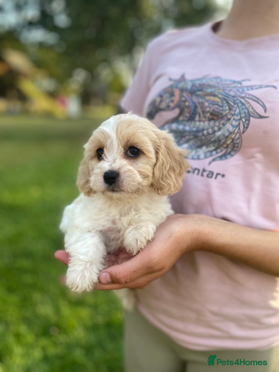 Cavachon dogs for sale: Cavachon puppies  - Image 5