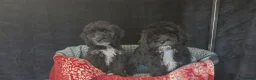 Cockapoo dogs for sale: Adorable cockapoo puppys  in Billingham - Advert 4