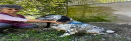 English Setter dogs for adoption: Selva in Penryn - Advert 12