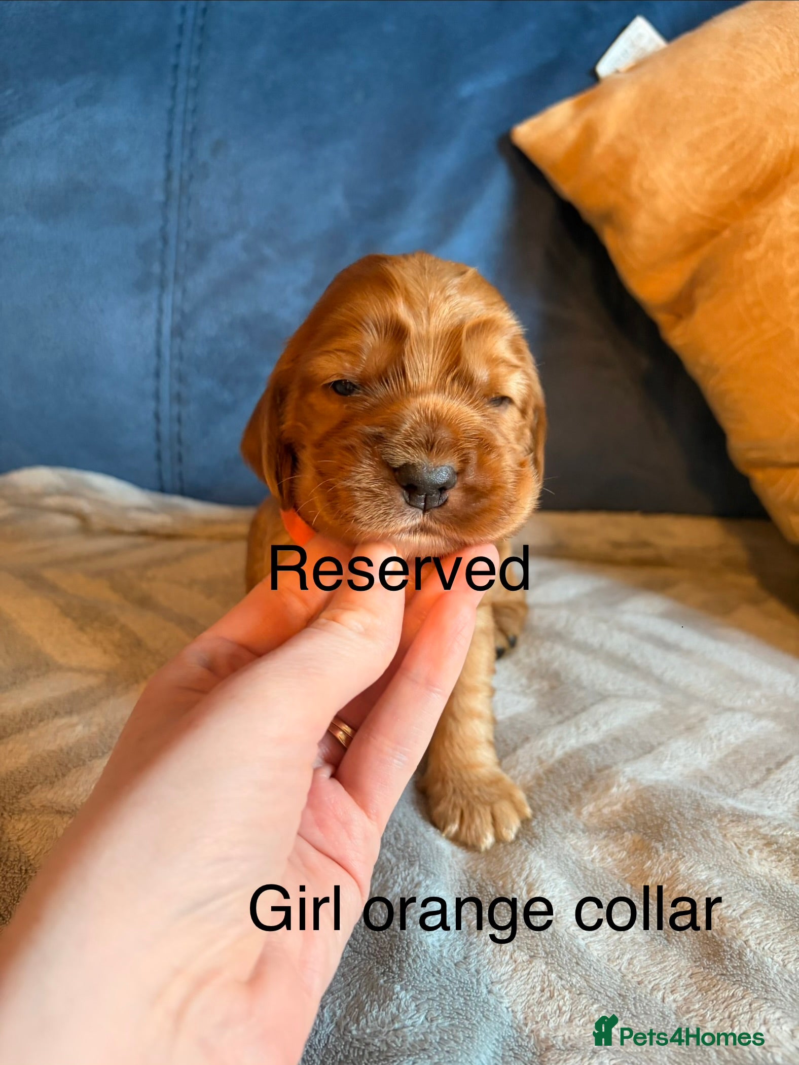 Cocker Spaniel dogs 3 show cocker spaniel puppies left - Advert 2