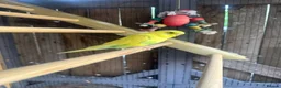 Budgerigars birds for sale: Budgie  - Advert 7