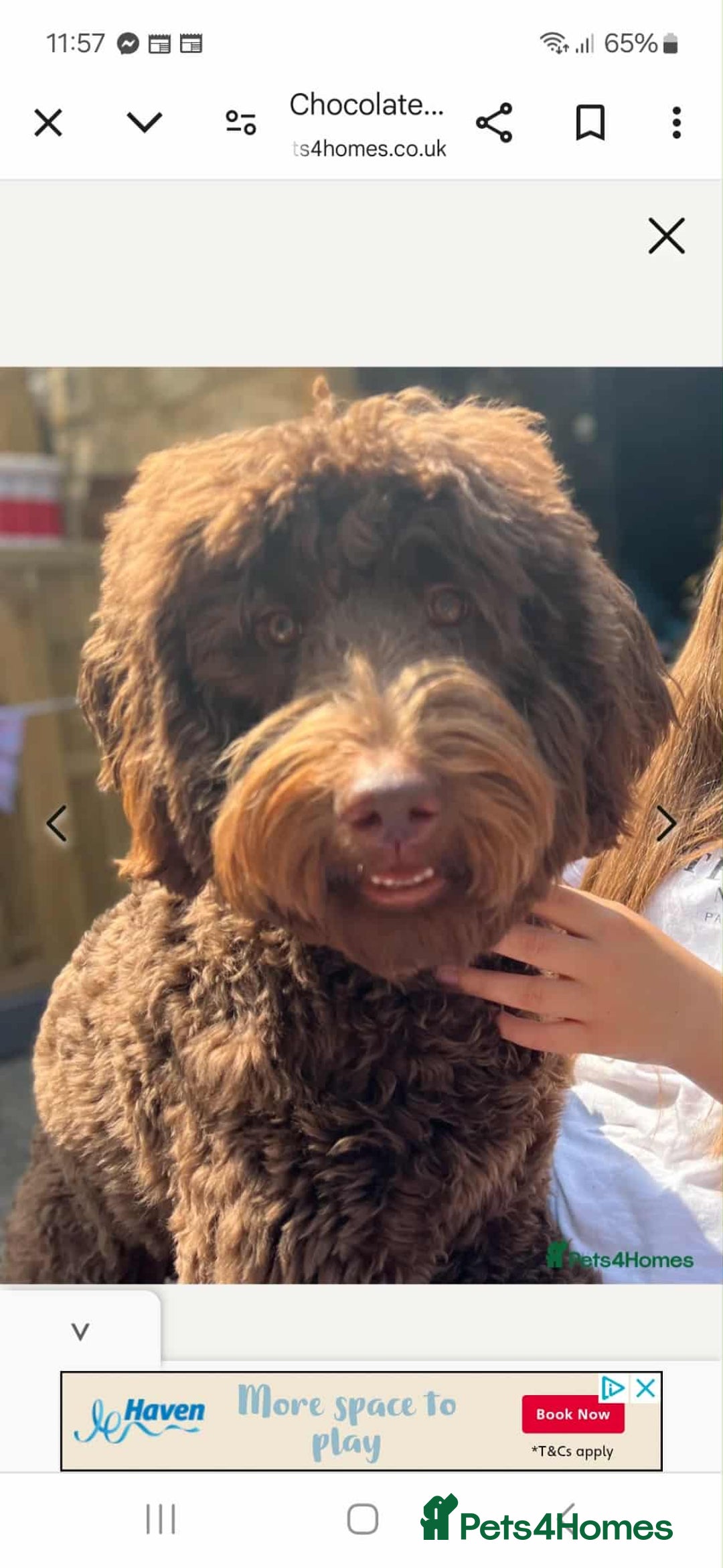 Labradoodle dogs for sale: standard labradoodles - Image 3