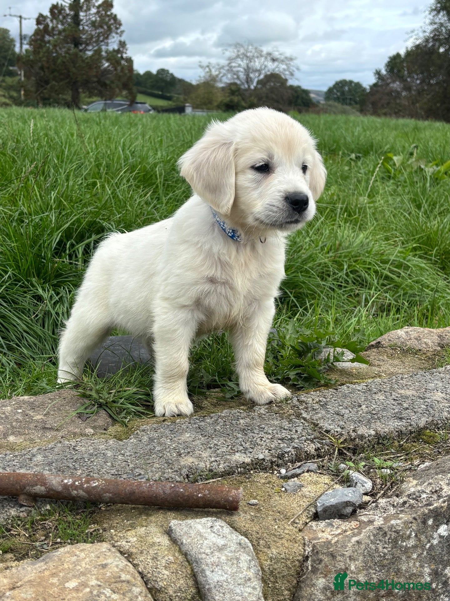 Golden Retriever dogs Kc golden retriever pups health tested parents - Advert 2
