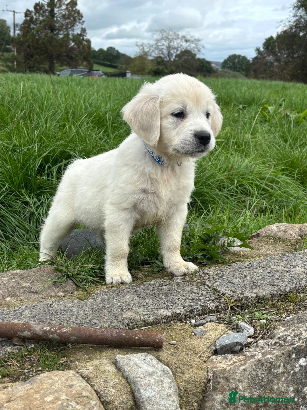 Golden Retriever dogs for sale: Kc golden retriever pups health tested parents - Advert 2