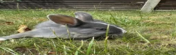 Dwarf Lop rabbits for sale: Beautiful Dwarf lop litter (Ready in one week)  in Bedford - Advert 17