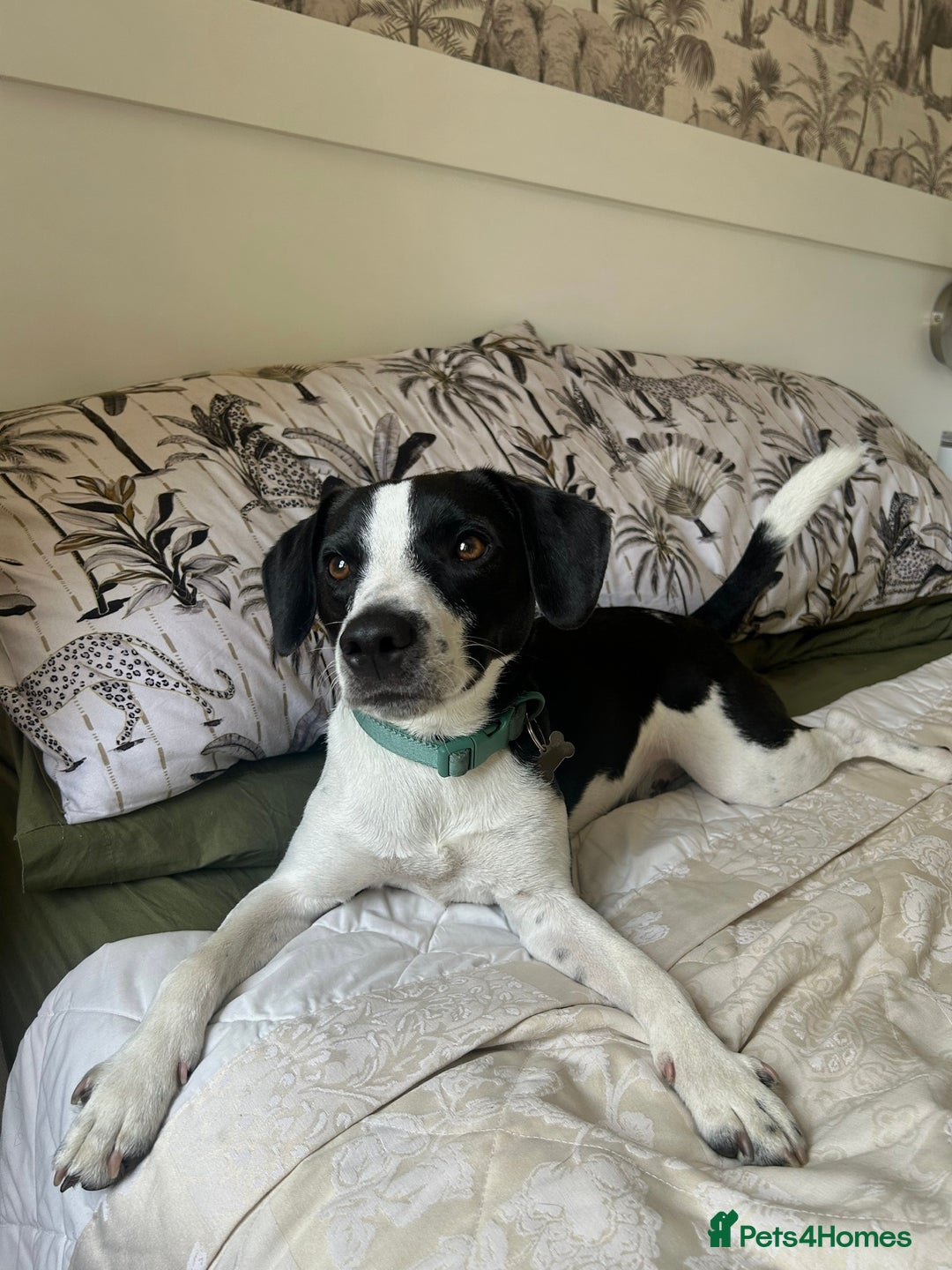 Mixed Breed dogs for sale: 2 year old Male - Jack Russel cross Beagle - Advert 2