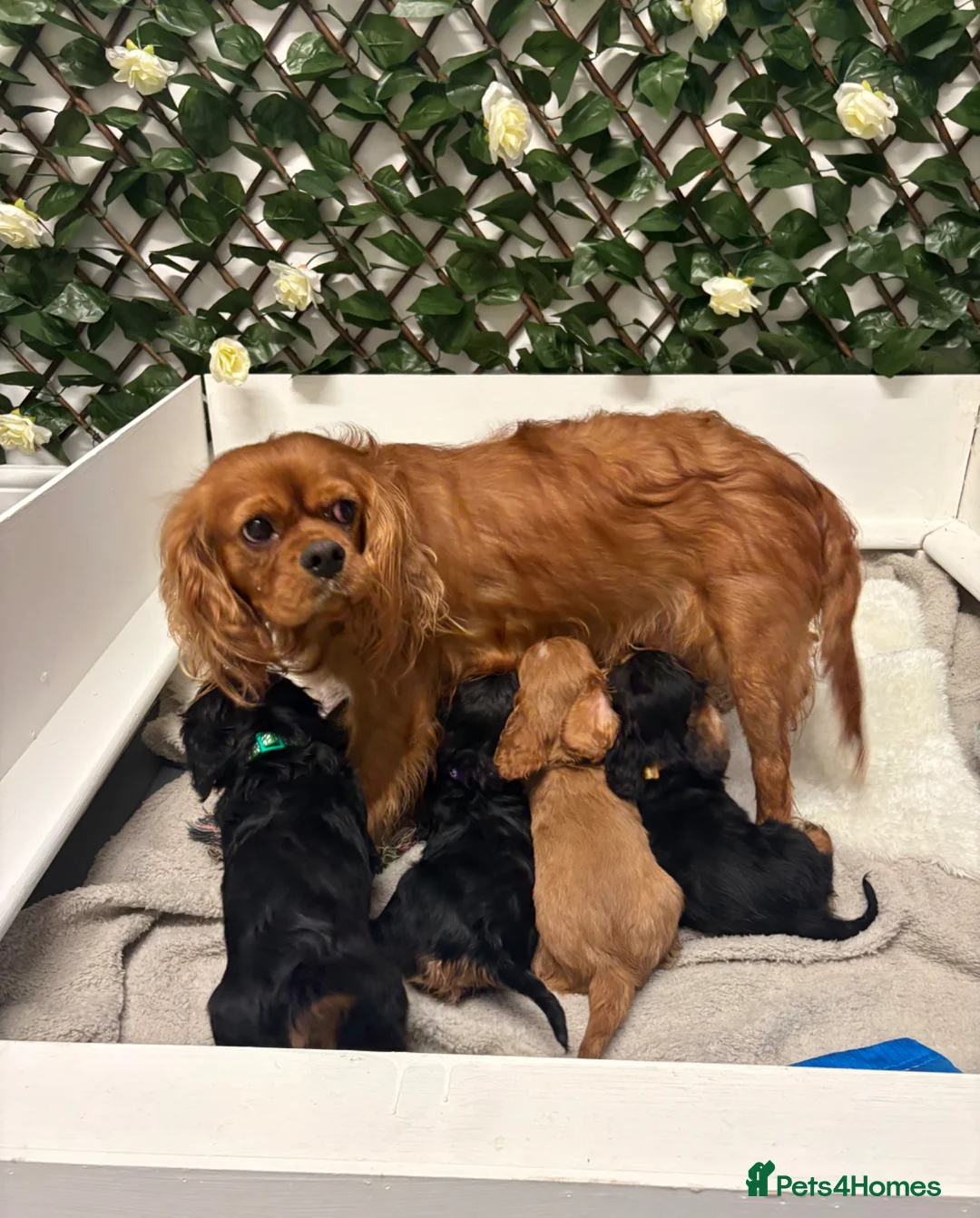 Cavalier King Charles Spaniel dogs for sale: KC Cavalier Puppies Genetically Clear  - Advert 2