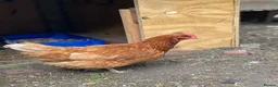 Mixed Breed poultry for sale: Beautiful Friendly Chickens & Rooster for Sale🤍🤎 - Advert 7