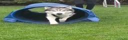 Siberian Husky dogs for stud: husky for stud - Advert 3