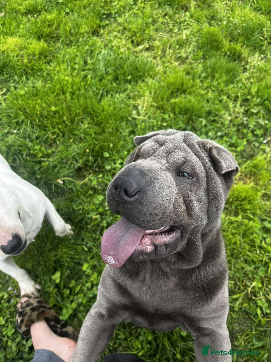 Shar Pei dogs for sale: Female sharpei - Advert 2