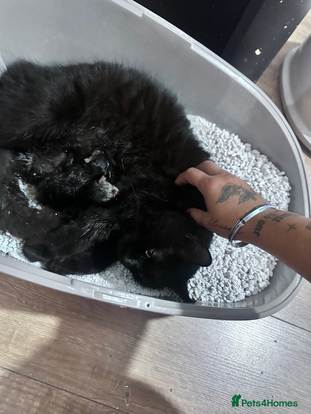 Mixed Breed cats for sale: Cute little one for new home - Image 3