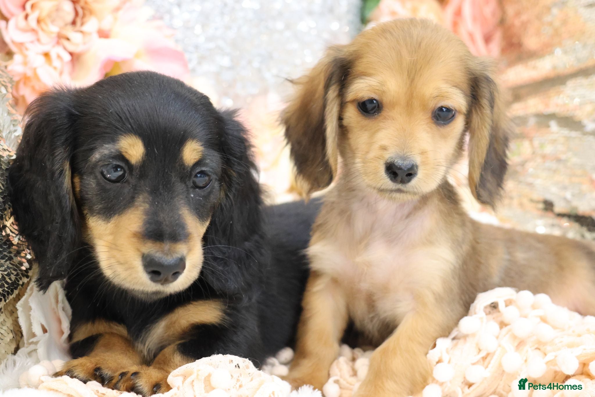 Miniature Dachshund dogs KC Longhair Miniature Dachshund Puppies - Advert 5