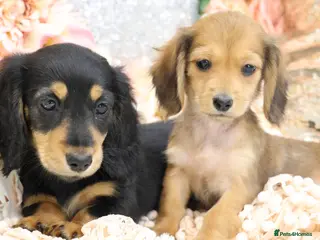 Miniature Dachshund dogs KC Longhair Miniature Dachshund Puppies - Advert 5