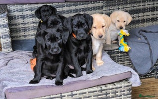 Labrador Retriever dogs Stunning labrador puppies from good working lines - Advert 10