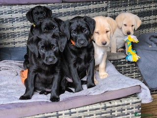 Labrador Retriever dogs for sale: Stunning labrador puppies from good working lines - Advert 1