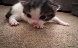 Domestic Shorthair cats for sale: 2 beautiful boy kittens  - Image 6