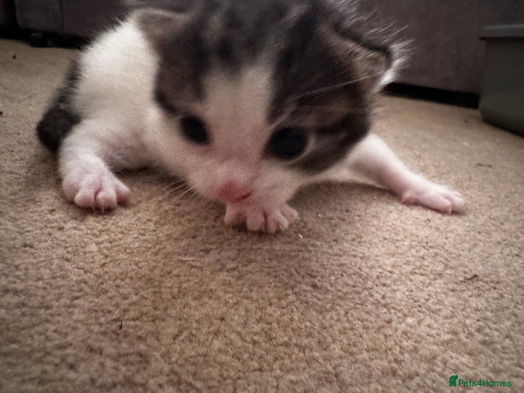 Domestic Shorthair cats for sale: 2 beautiful boy kittens  - Image 6