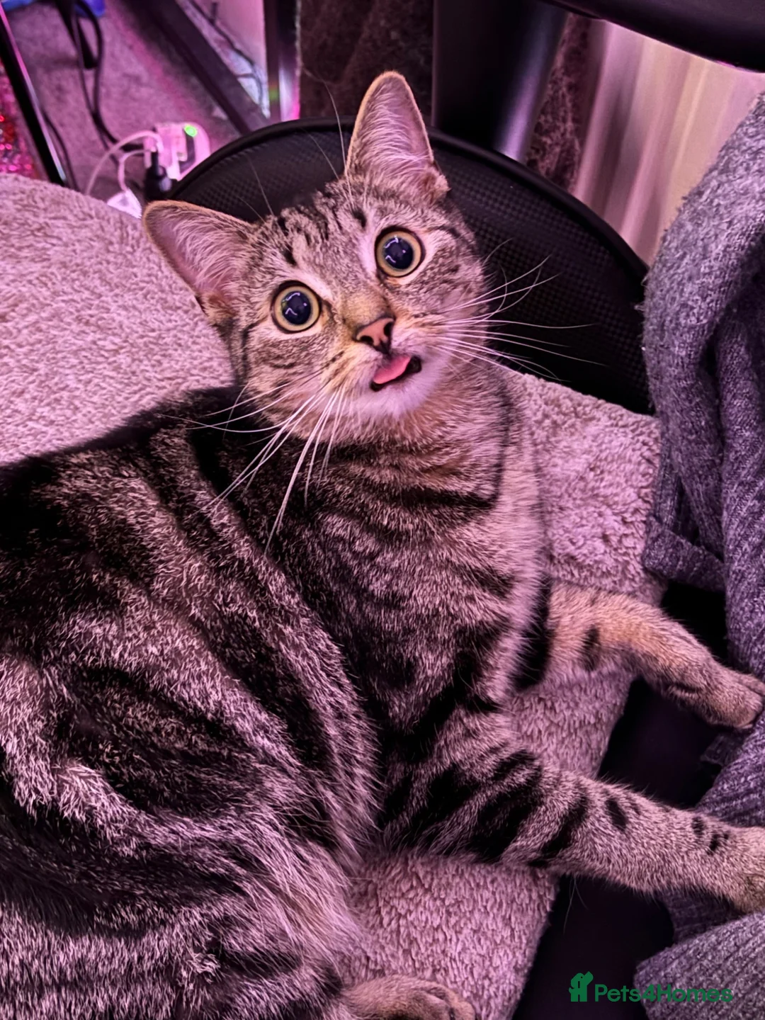 Mixed Breed cats for sale: Looking for loving home - Advert 2