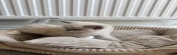 Ragdoll cats for sale: Ragdoll x kittens for sale  in Bristol - Advert 9