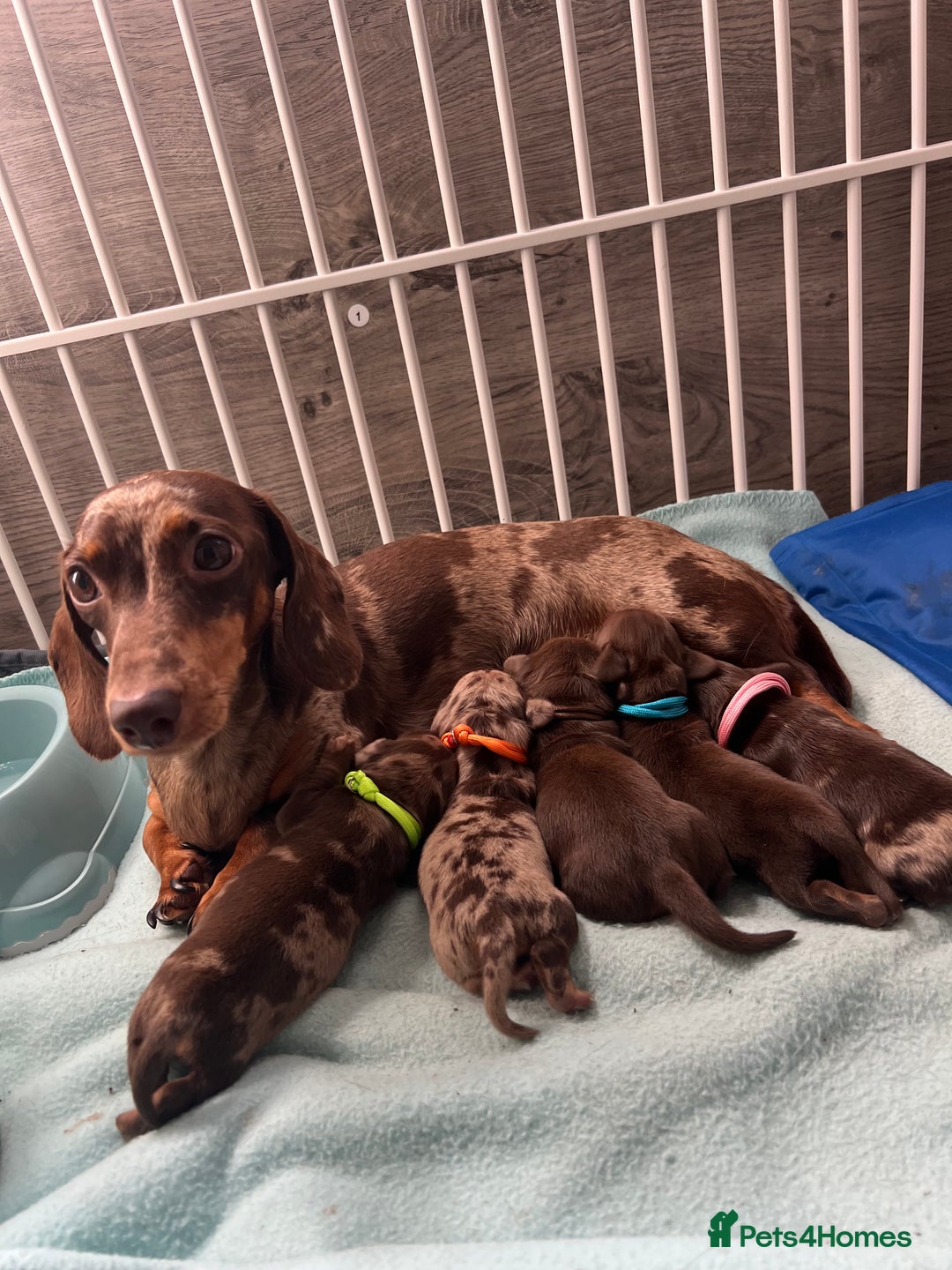 Miniature Dachshund dogs for sale: 4 miniature dachshunds  - Image 2