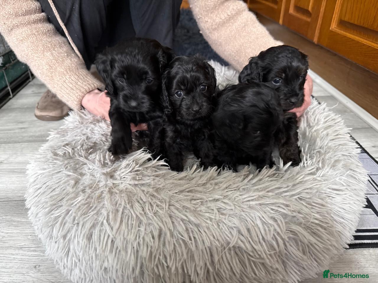 Cavapoo dogs for sale: Adorable F1 Cavapoo Puppies - Advert 3