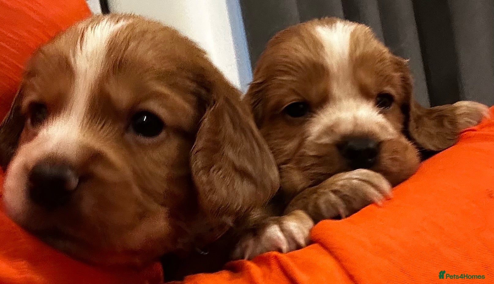 Cocker Spaniel dogs Beautiful working cocker spaniel puppies  - Advert 1
