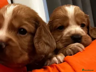 Cocker Spaniel dogs Beautiful working cocker spaniel puppies - Advert 1