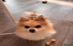 Chihuahua dogs for sale: Long haired chihuahua for sale - Image 1