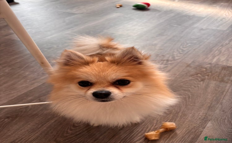 Chihuahua dogs - Advert 2