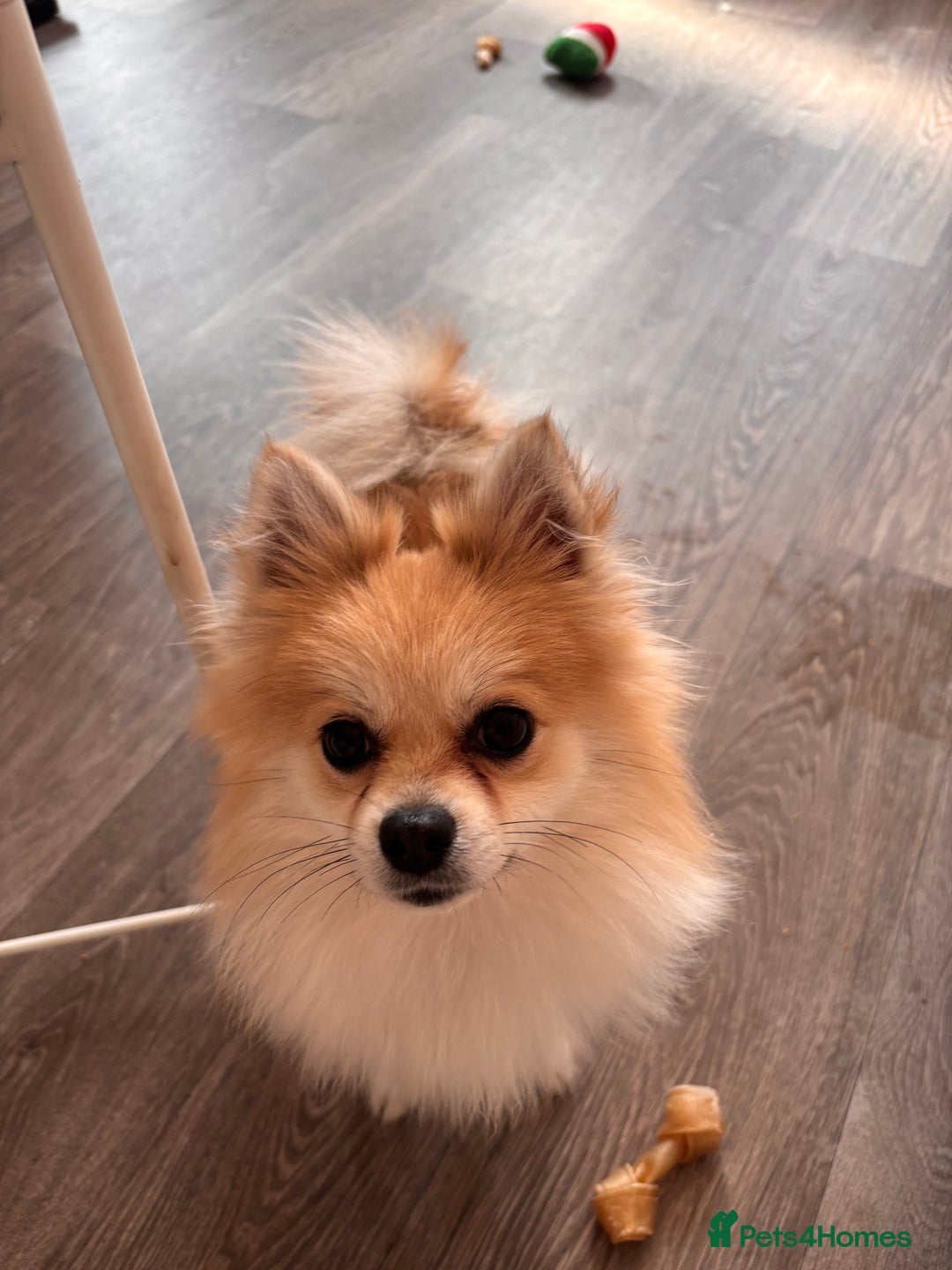 Chihuahua dogs for sale: Long haired chihuahua for sale - Image 1