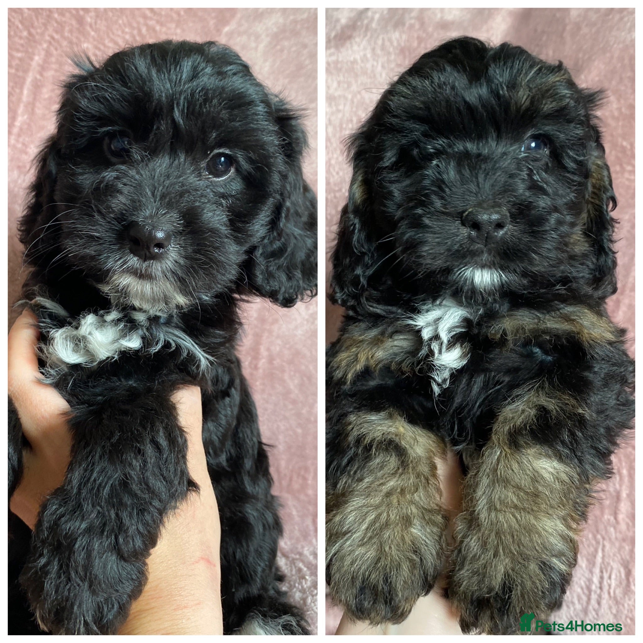 Cockapoo dogs Ready to leave F1 Cockapoo puppies *health tested* - Advert 14
