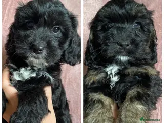 Cockapoo dogs Ready to leave F1 Cockapoo puppies *health tested* - Advert 14