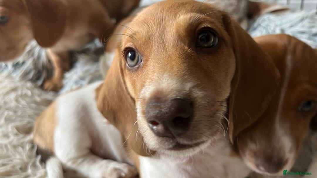 Miniature Dachshund dogs for sale: ‼️Last pup left‼️ 🐾Pied girl with ticked paws 🐾  - Image 26
