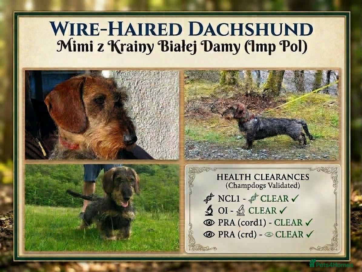 Dachshund dogs KC Reg.Wire-Haired Dachshund Puppies ( Teckels ) - Advert 2
