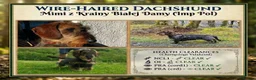 Dachshund dogs for sale: KC Reg.Wire-Haired Dachshund Puppies ( Teckels ) in Fort William - Advert 2