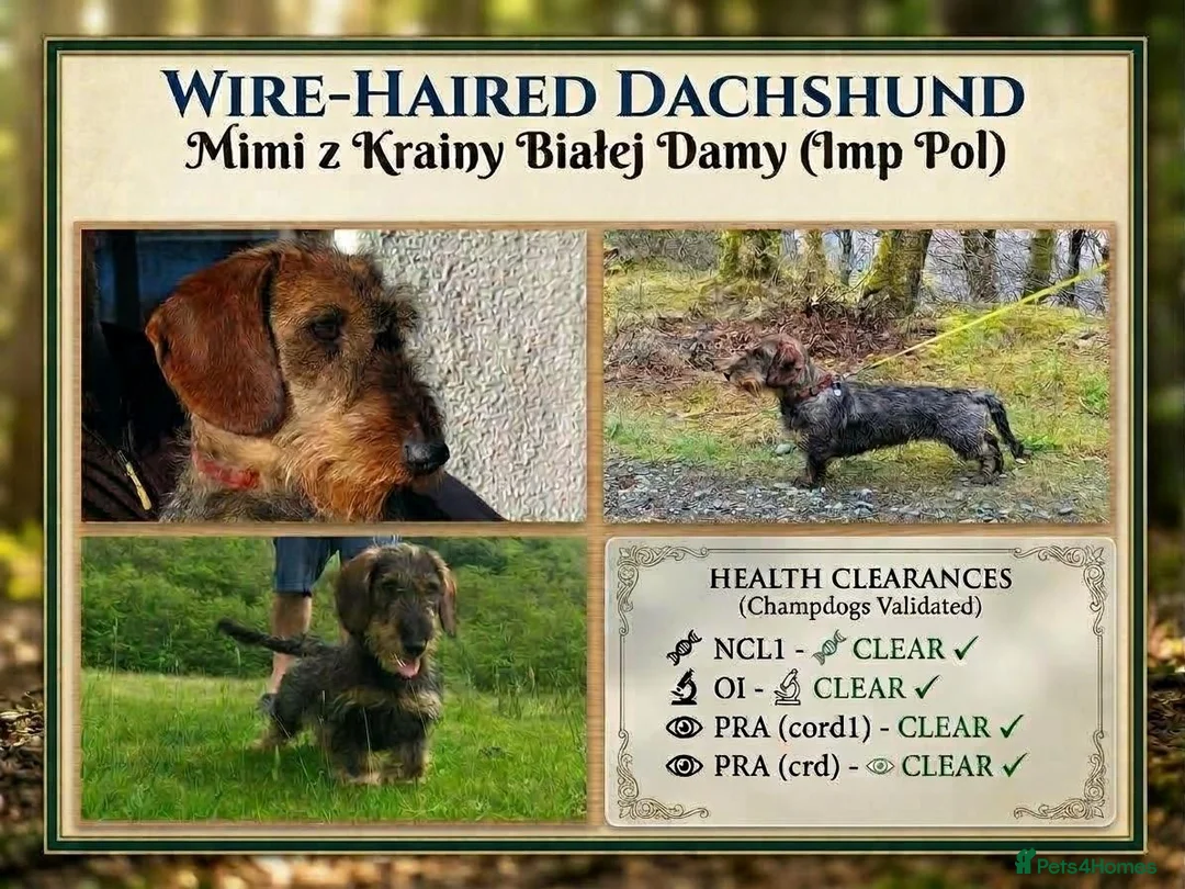 Dachshund dogs for sale: KC Reg.Wire-Haired Dachshund Puppies ( Teckels ) in Fort William - Advert 2
