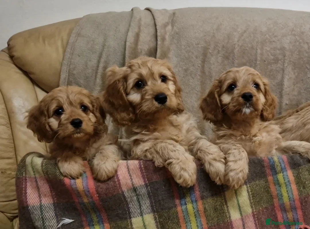 Cavapoo dogs for sale: Cavapoo Bundles of Joy 🥰 - Advert 21