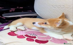 Welsh Corgi Pembroke dogs for sale: 3 Cuddly Corgi Pups for Sale; 2 males, 1 female - Image 3