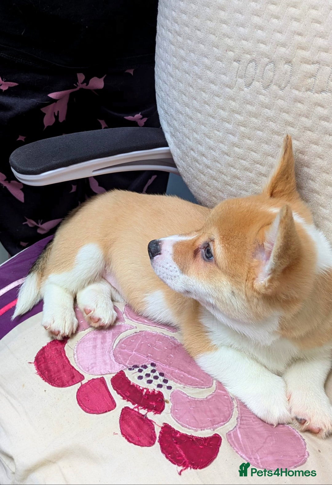 Welsh Corgi Pembroke dogs for sale: 3 Cuddly Corgi Pups for Sale; 2 males, 1 female - Image 3