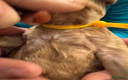 Goldendoodle dogs for sale: Golden doodles f1b - Advert 27