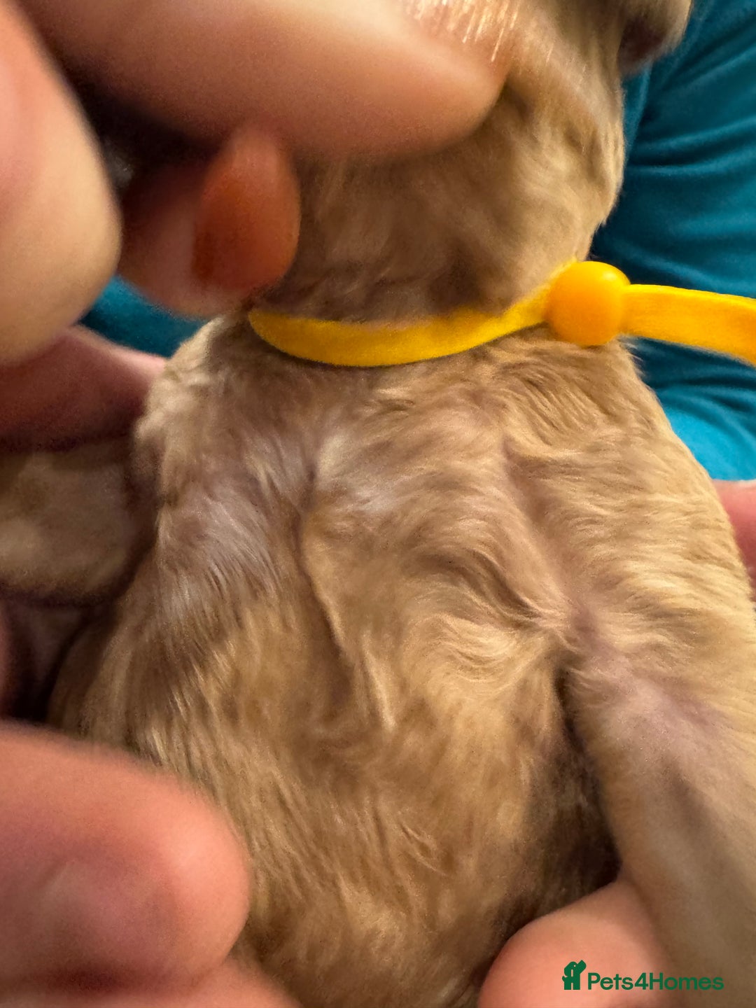 Goldendoodle dogs for sale: Golden doodles f1b - Advert 27