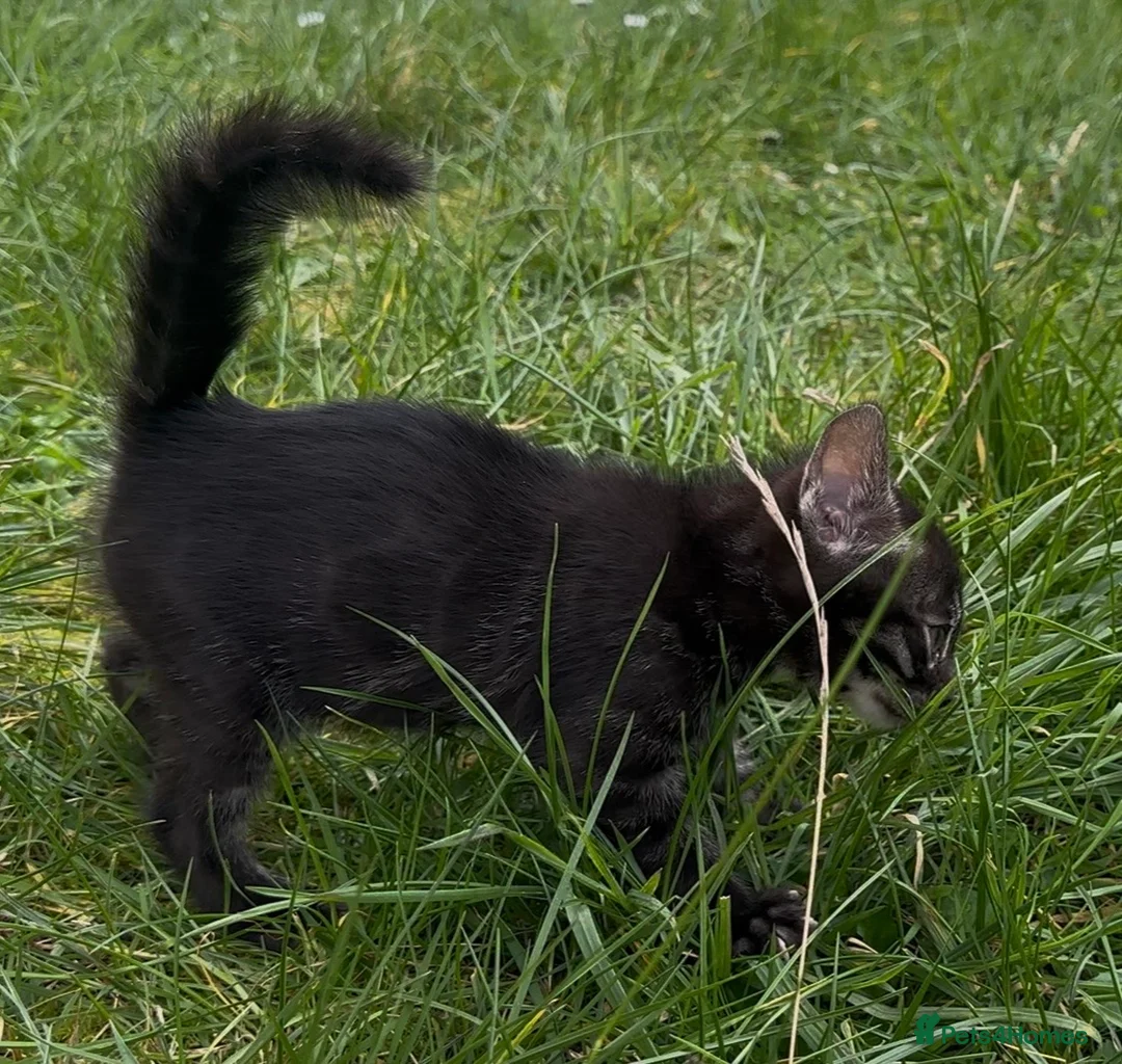 Bengal cats for sale: Exceptional kittens in silver, brown and charcoal - Advert 2