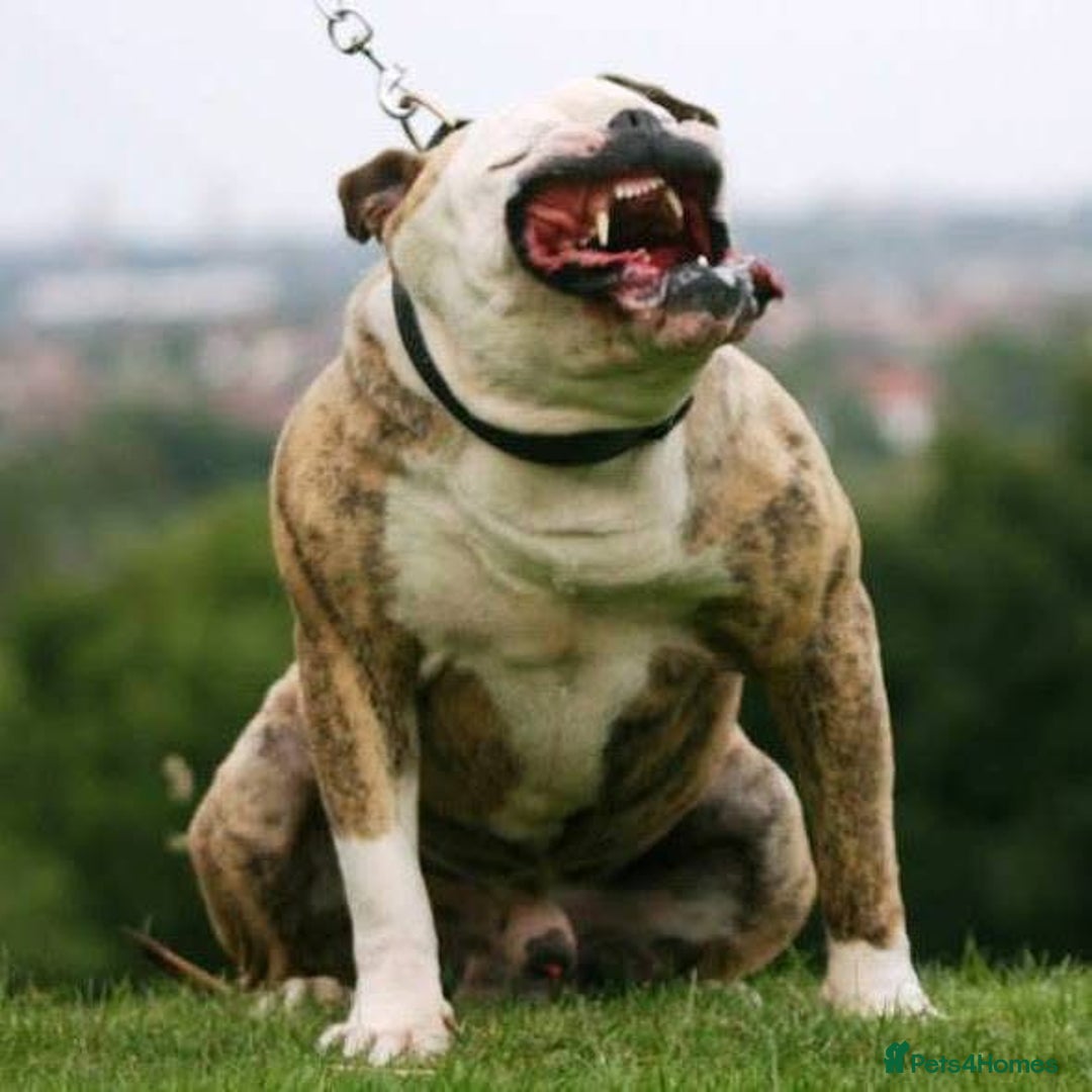 Alapaha Blue Blood Bulldog dogs for sale: SUPERB PICK OF LITTER PUP 5***** - Advert 24
