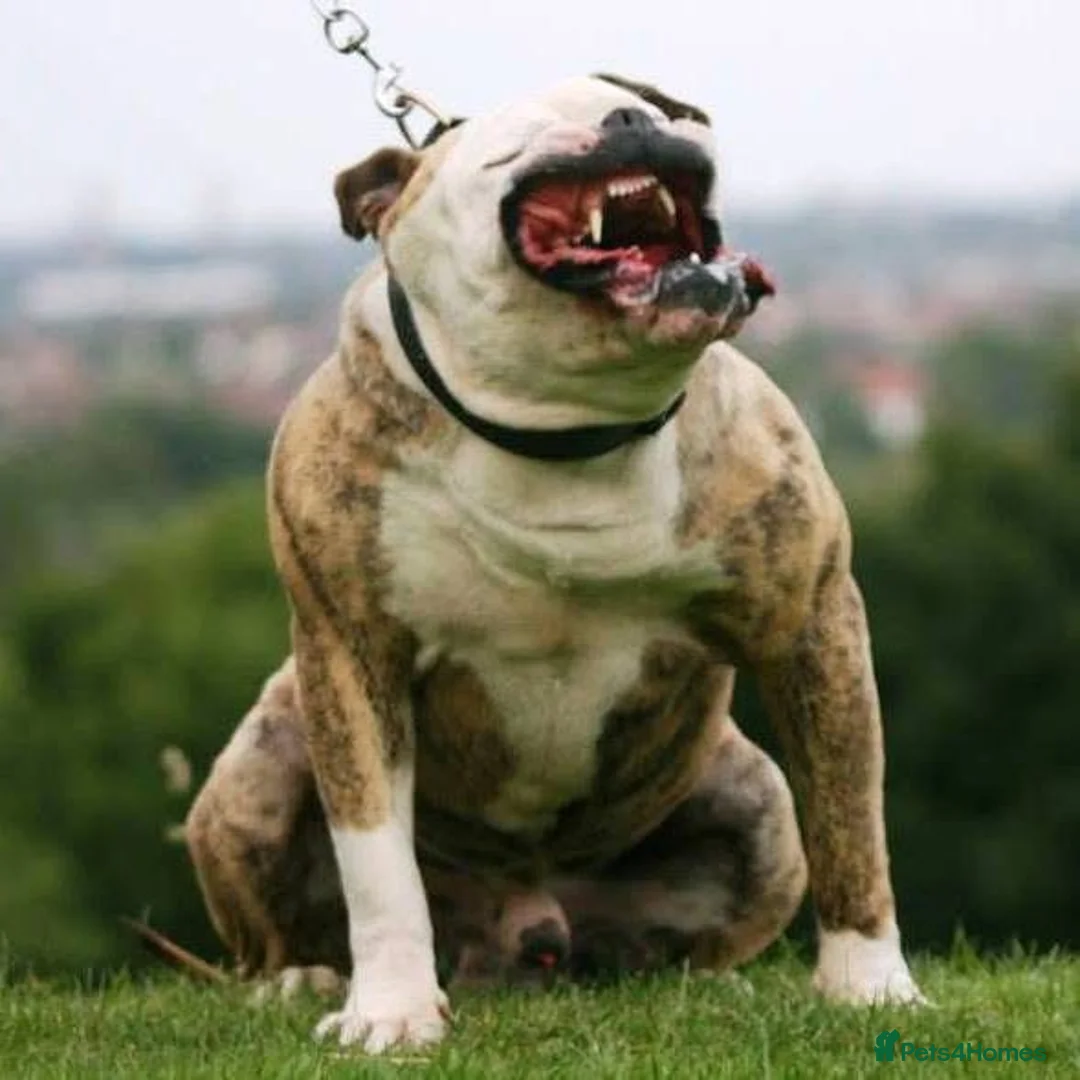 Alapaha Blue Blood Bulldog dogs for sale: SUPERB PICK OF LITTER PUP 5***** - Advert 22