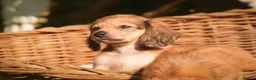 Miniature Dachshund dogs for sale: KC registered long haired miniature dachshunds  - Advert 11