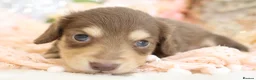 Miniature Dachshund dogs for sale: KC Longhair Miniature Dachshund Puppies in Wisbech - Advert 27