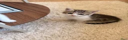 Mixed Breed cats for sale: Cute kittens for sale  in Swanley - Advert 4