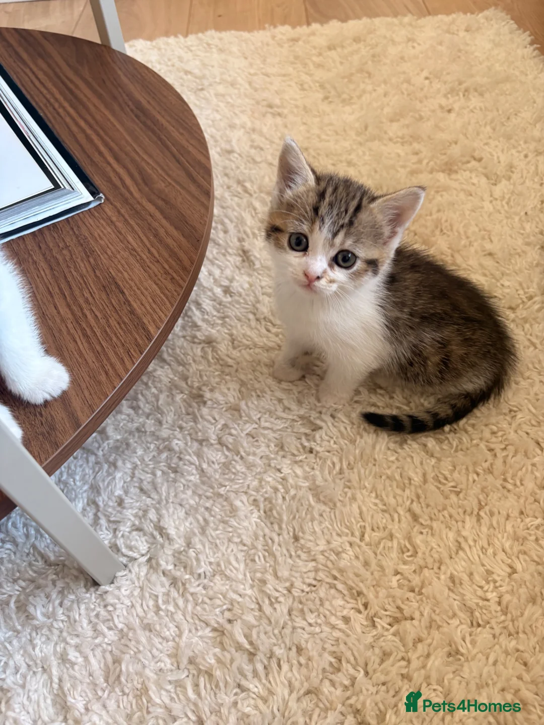 Mixed Breed cats for sale: Cute kittens for sale  in Swanley - Advert 4